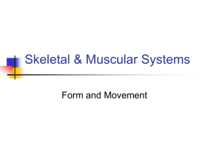 Skeletal System{PowerPoint}