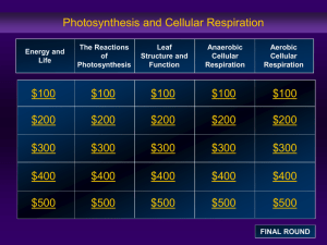 Photosynthesis and Cellular Respiration Jeopardy Review