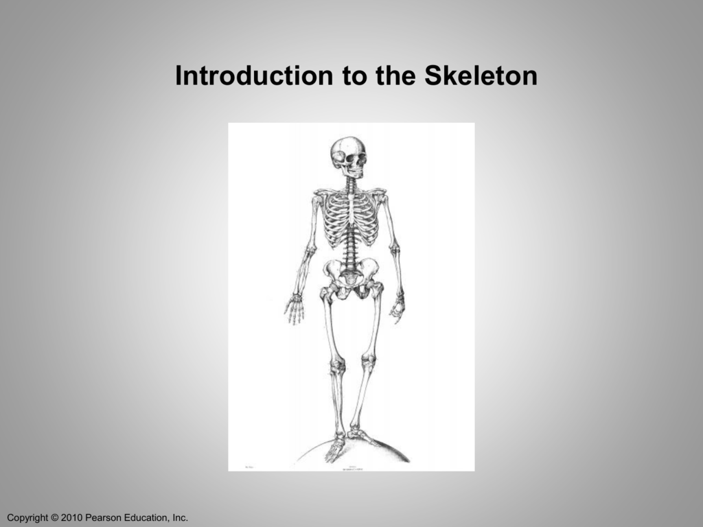 Structure of the long bone