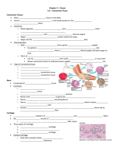 Chapter 4 – Tissues 4.2 – Connective Tissue Connective Tissues