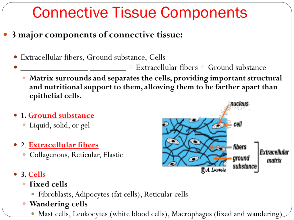 Specialized Connective Tissue