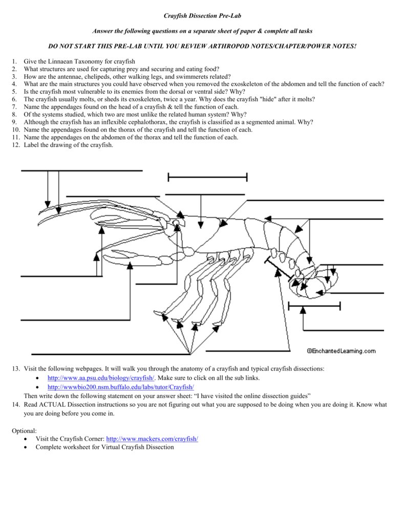 Internal Anatomy Of The Crayfish Worksheet Answers