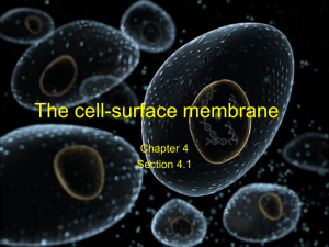 The cell surface membrane