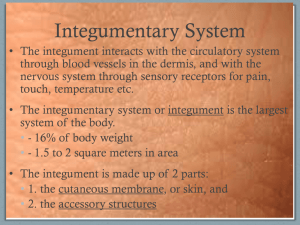 Correct Integumentary System