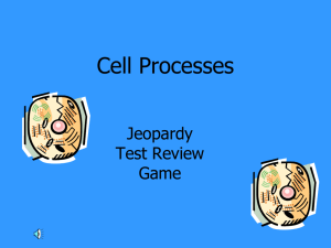 Cell Processes Jeopardy