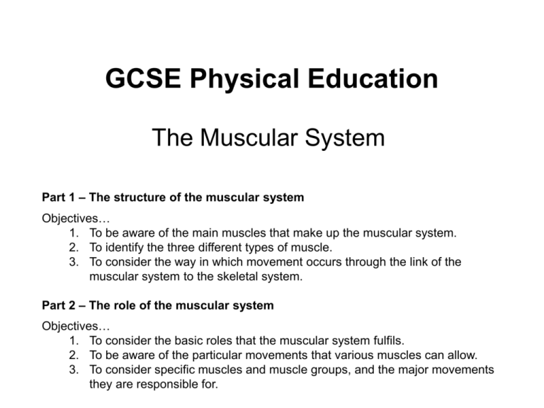 the-muscular-system-ppt