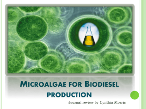 Algae for biodiesel