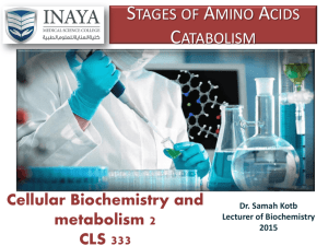7. stages of amino acid catabolism
