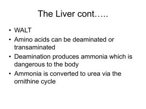 The Liver cont…..