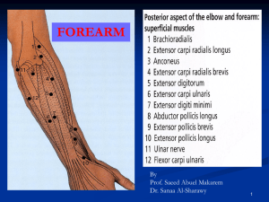 Lecture 12 - Forearm (2012)