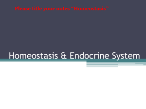 Homeostasis & Endocrine System