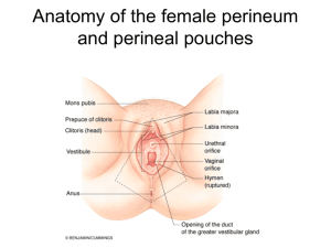 Anatomy of the female perineum and perineal pouches - Dr