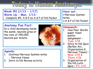 Nervous System PPT notes