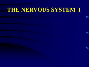 nervous system text a - powerpoint presentation