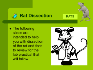 Rat Dissection - Tiverton High School