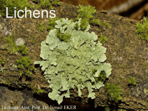 Lichens - Doç. Dr. İsmail Eker Kişisel Web Sitesi