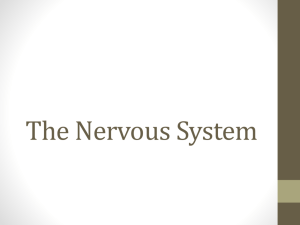 The Nervous System NEW