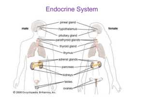 Endocrine Power Point