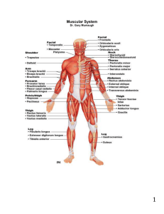 Muscular System - Anatomy with Dr. Mumaugh