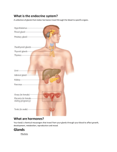 What is the endocrine system