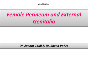 FEMALE PERINEUM AND EXTERNAL GENITALIA