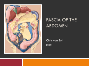 12.Abdominal fascia