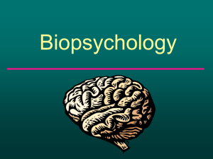 Biopsychology revision 2