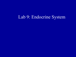 Lab 9: Endocrine System