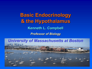 Basic Endocrinology and the Hypothalamus