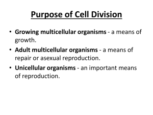 Mitosis and Asexual Reproduction