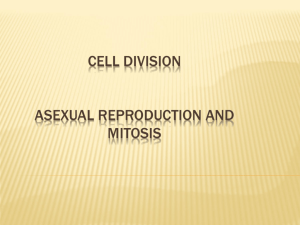 Mitosis and Asexual Repro _4