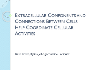 Extracellular Components and Connections Between