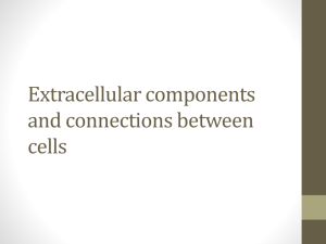 Extracellular components and connections between cells