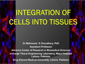 integration of cells into tissues