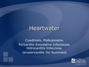 Heartwater - The Center for Food Security and Public Health