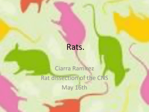 Rats. - tvhs2011