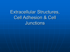 Extracellular Structures, Cell Adhesion & Cell Junctions