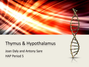 Thymus Hypothalamus