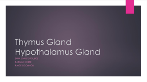 Thymus Gland Hypothalamus Gland
