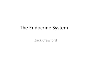 The Endocrine System - local.brookings.k12.sd.us