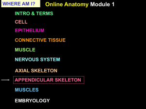 Appendicular Skeleton