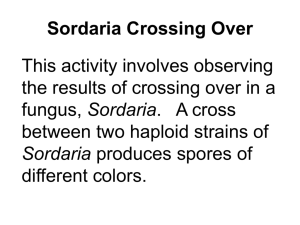 Sordaria Crossing Over PowerPoint