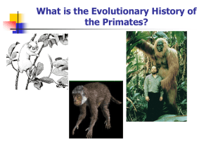 Lecture: Primate Evolution