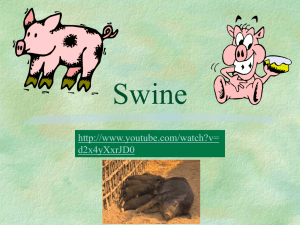 Breeds of Swine