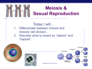 ch. 13 meiosis notes