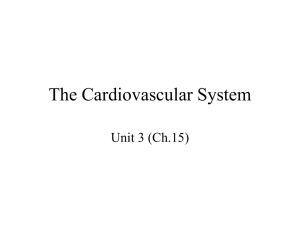 The-Cardiovascular