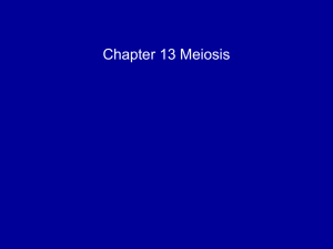 meiosis ppt