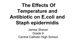 James Shaver anmpicillin and temp effects on StaphPJAS