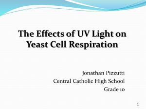 Pizzutti UV on Yeast Respiration