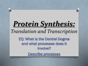 Protein Synthesis: Translation and Transcription